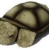 BenedictTurtle