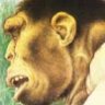 Homo Erectus